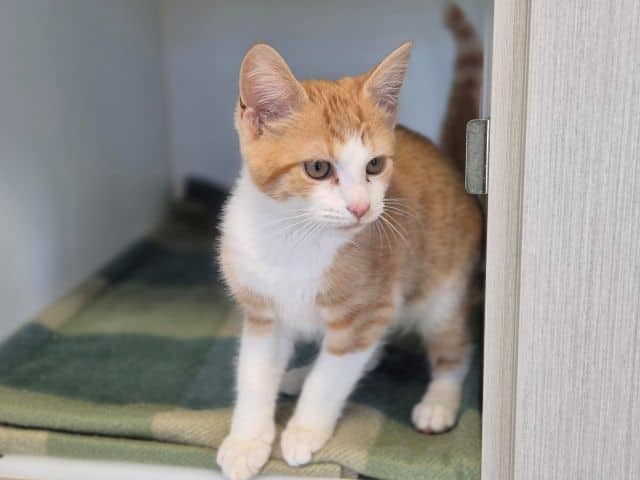 Marco - Domestic Short Hair cat available for adoption at Logan City Council Animal Management Centre in Logan