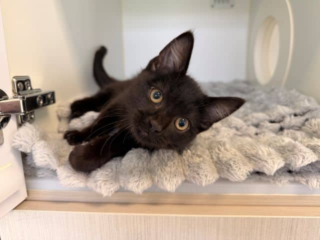 Loki - Domestic Short Hair cat available for adoption at Logan City Council Animal Management Centre in Logan