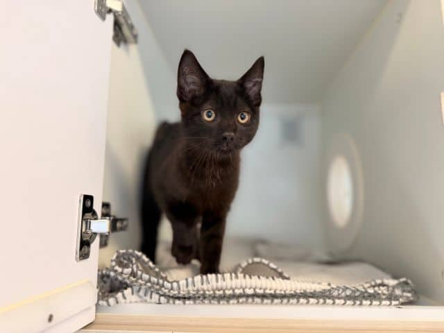 Thor - Domestic Short Hair cat available for adoption at Logan City Council Animal Management Centre in Logan