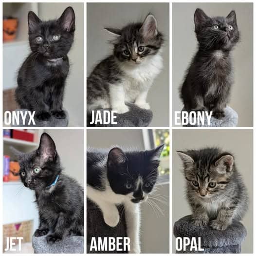EOI Kittens - Domestic Shorthair cat available for adoption at Perth Rescue Angels in Perth