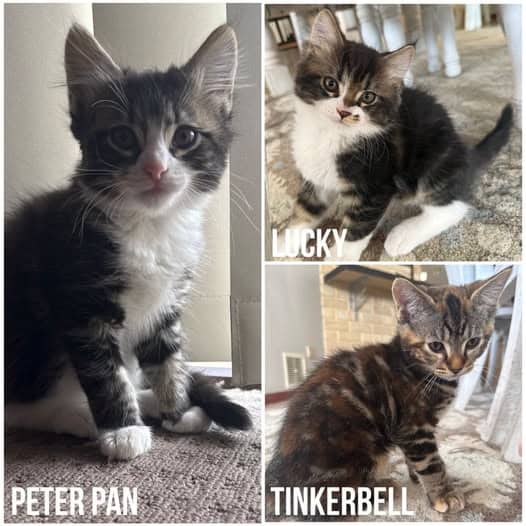 Kittens - Domestic Shorthair cat available for adoption at Perth Rescue Angels in Perth
