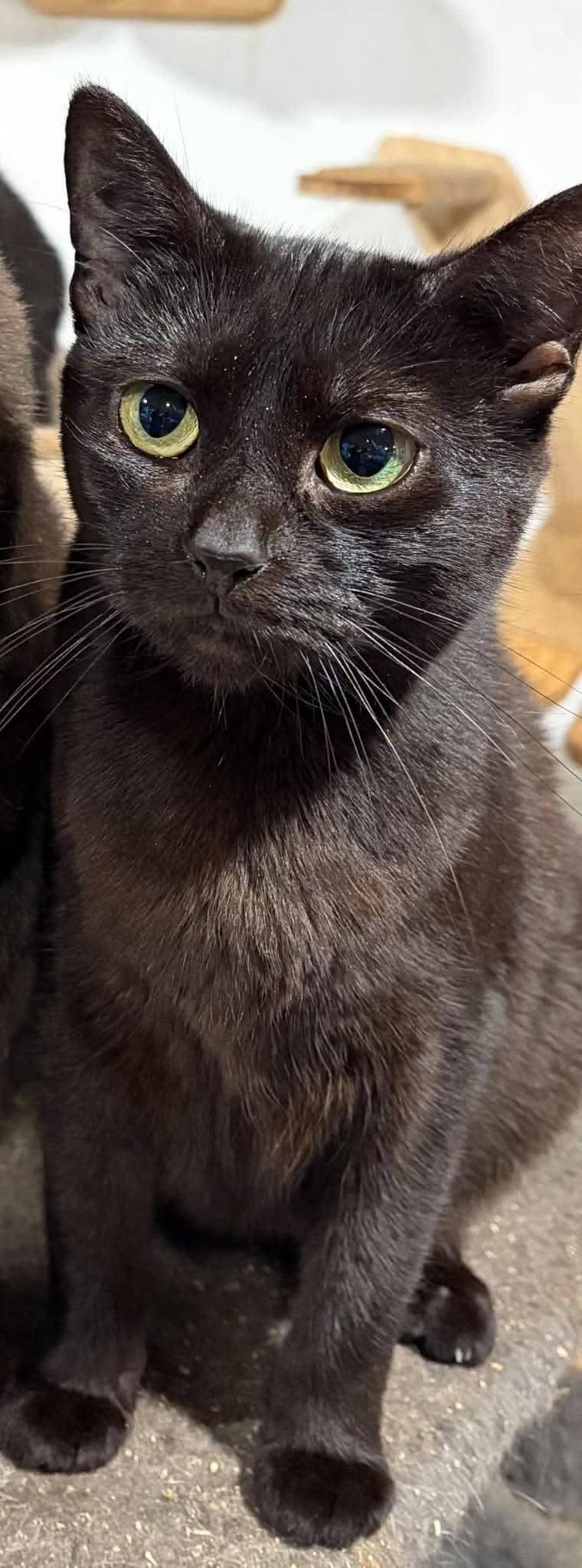 Jasmin - Domestic Shorthair cat available for adoption at Gutter Kitties in Auckland