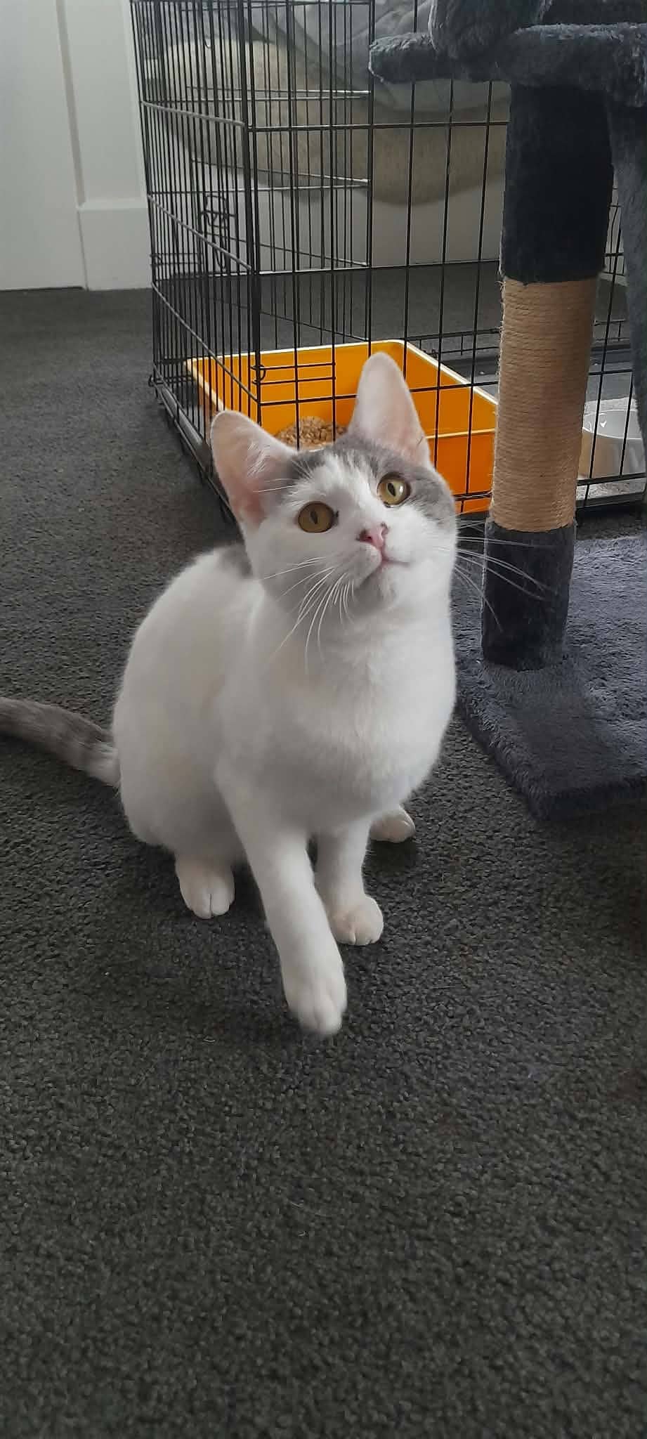 Wally - Domestic Shorthair cat available for adoption at Gutter Kitties in Auckland