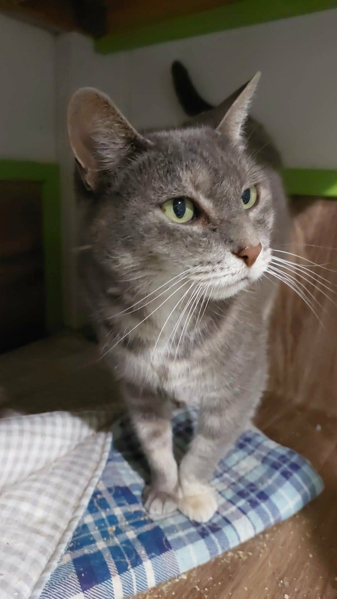 Gatita - Domestic Shorthair cat available for adoption at Gutter Kitties in Auckland