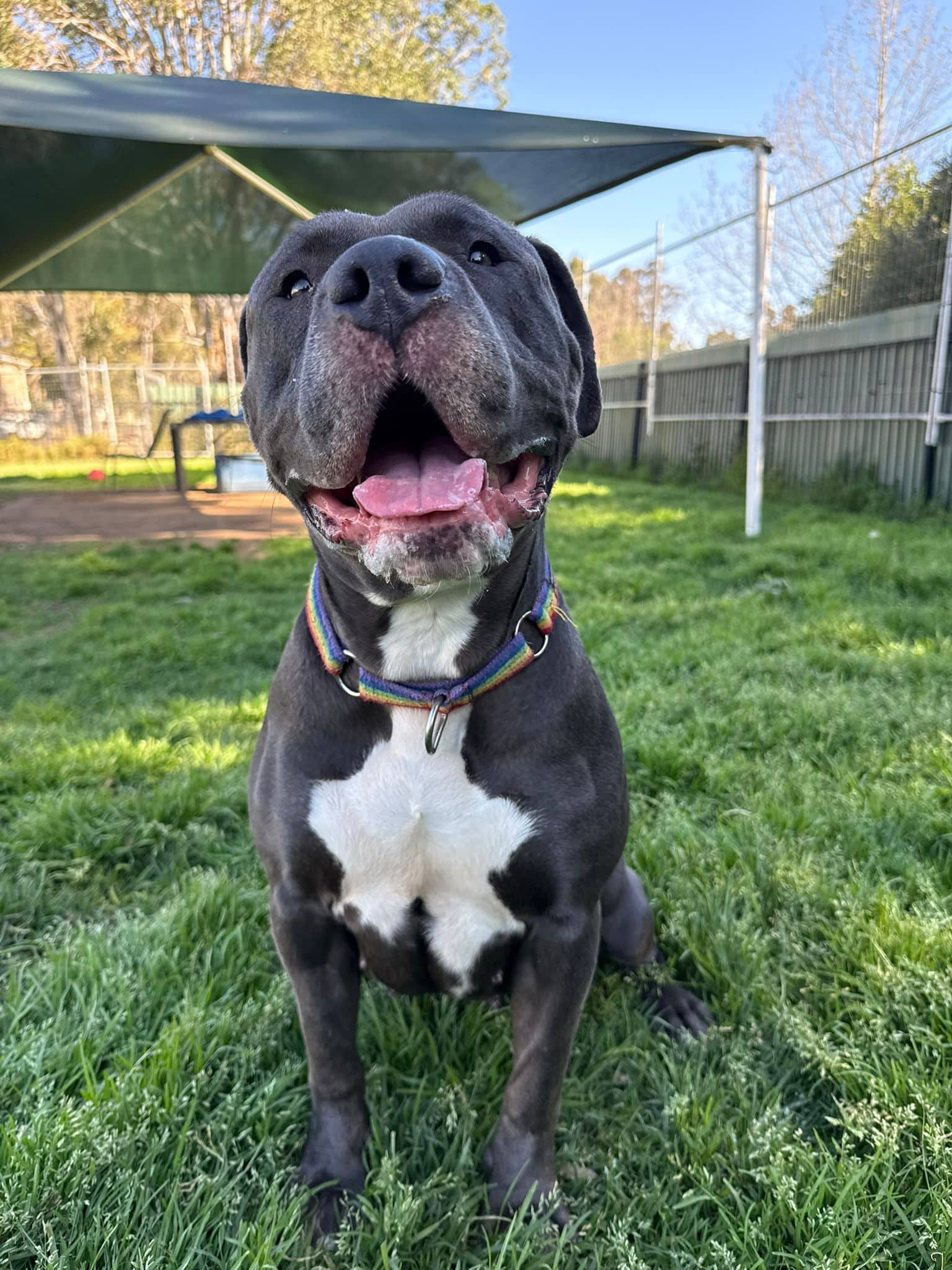 Princess - American Bulldog available for adoption at Sydney Dogs and Cats Home in Sydney