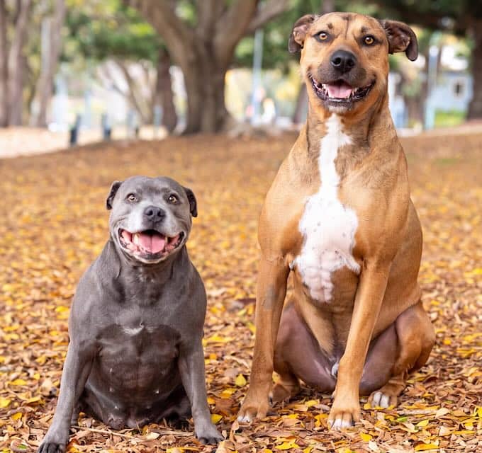 Lily and Tazi - English Staffy and Ridgeback mix available for adoption at Animals in Need Brisbane in Brisbane