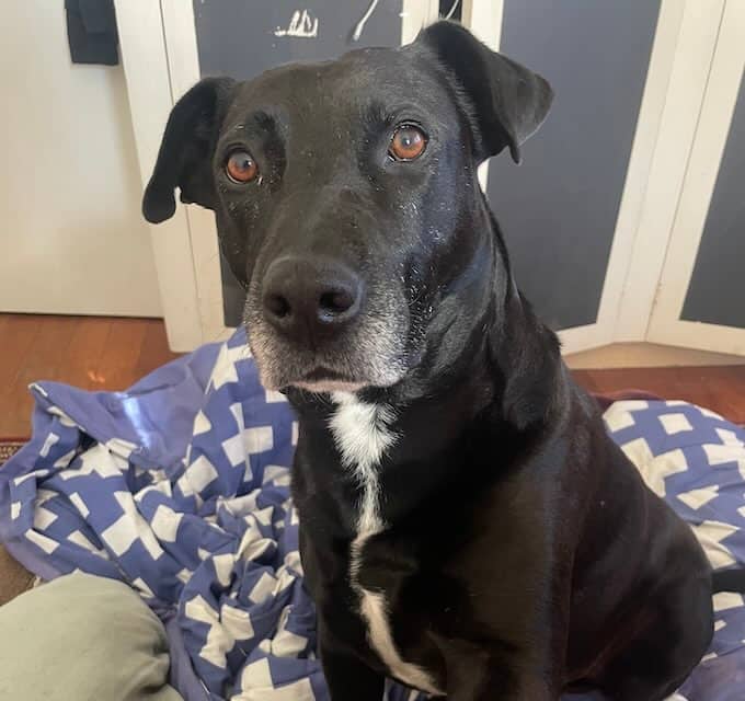 Freddy - Labrador mix available for adoption at Animals in Need Brisbane in Brisbane