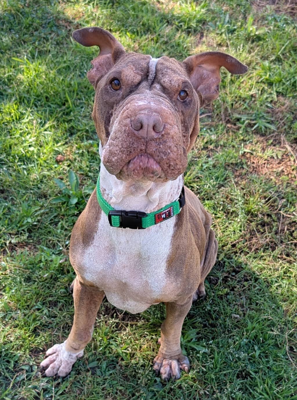 Zoe - Shar Pei available for adoption at Dogs' Refuge Home in Perth