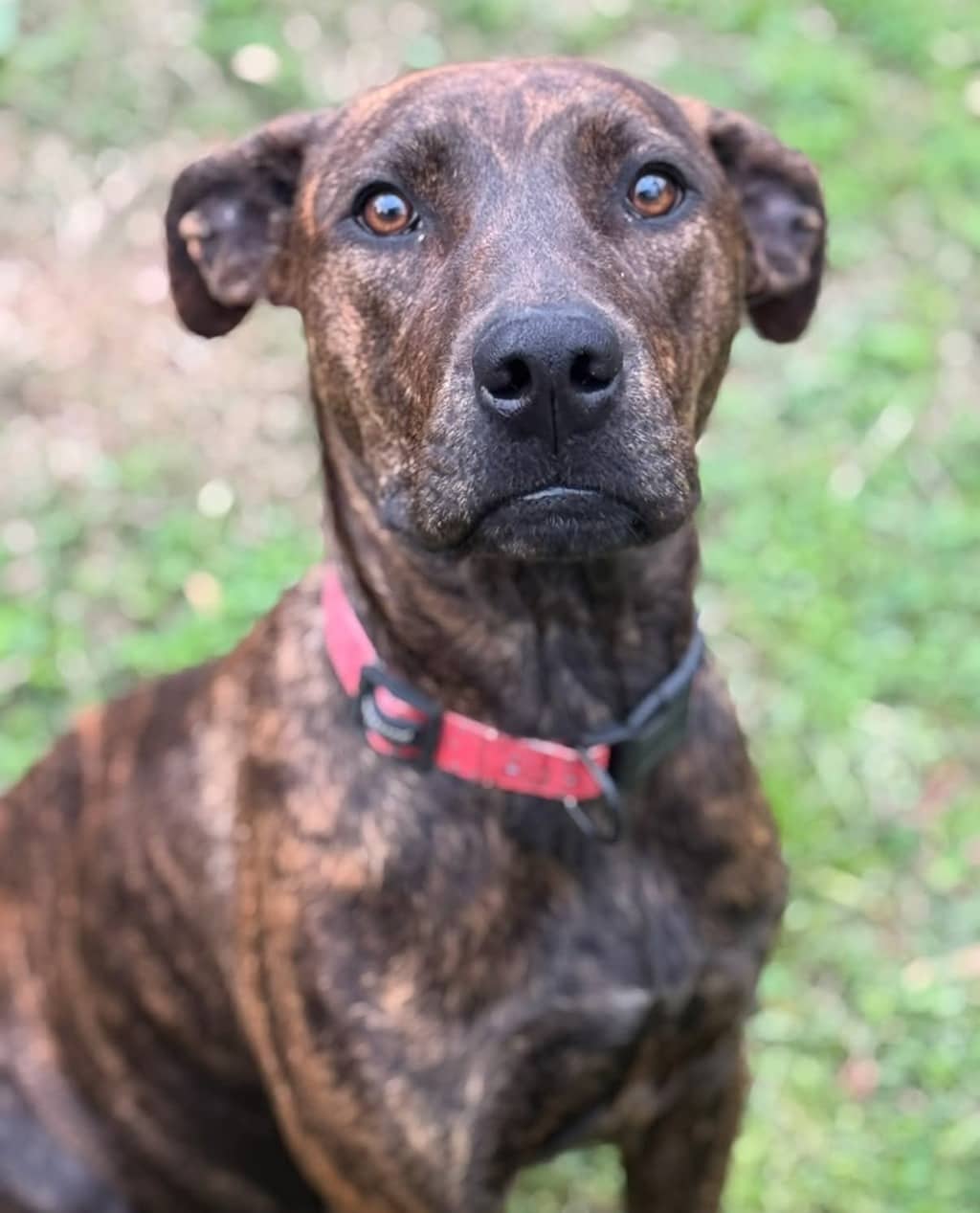 Silly - Staffy available for adoption at Dogs' Refuge Home in Perth