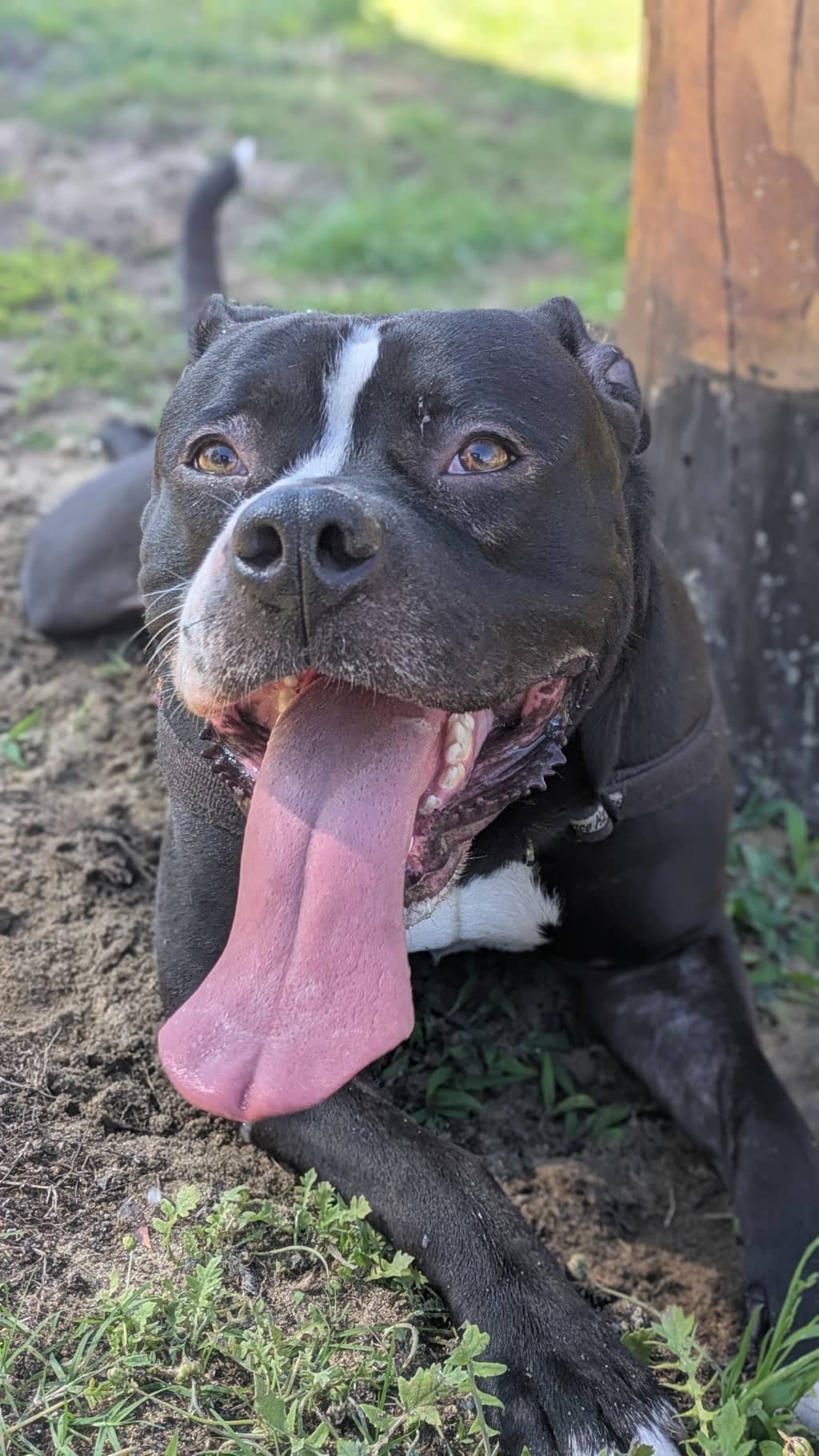 Yagen - Mastiff available for adoption at Dogs' Refuge Home in Perth