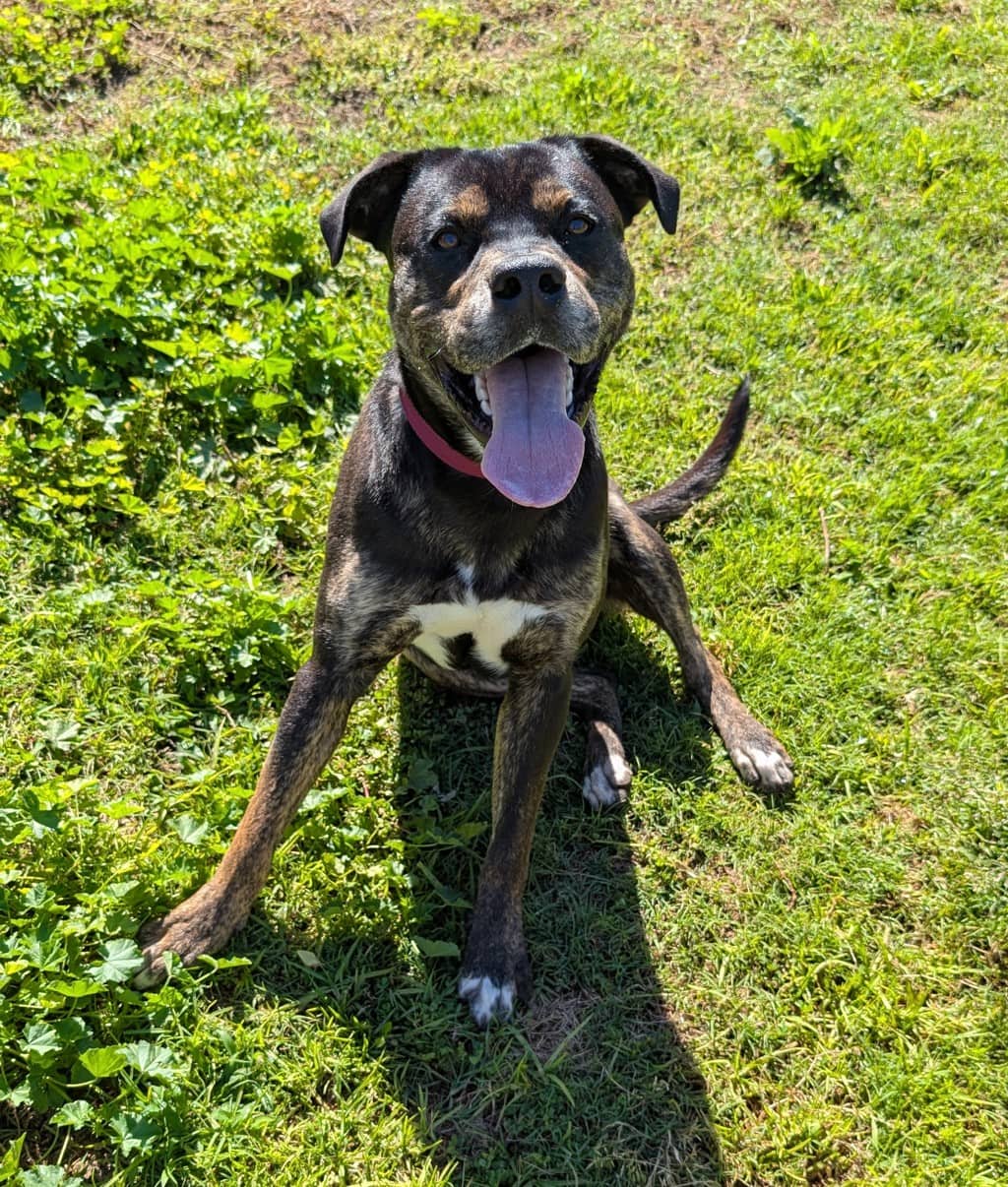 Mister - Mixed Breed available for adoption at Dogs' Refuge Home in Perth
