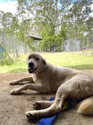 Buddy - Mixed Breed available for adoption at Happy Paws Haven in Coffs Harbour