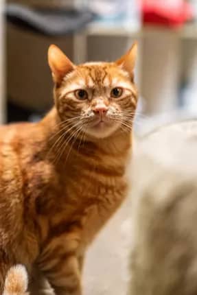 murphy - Bengal cross cat available for adoption in Coffs Harbour