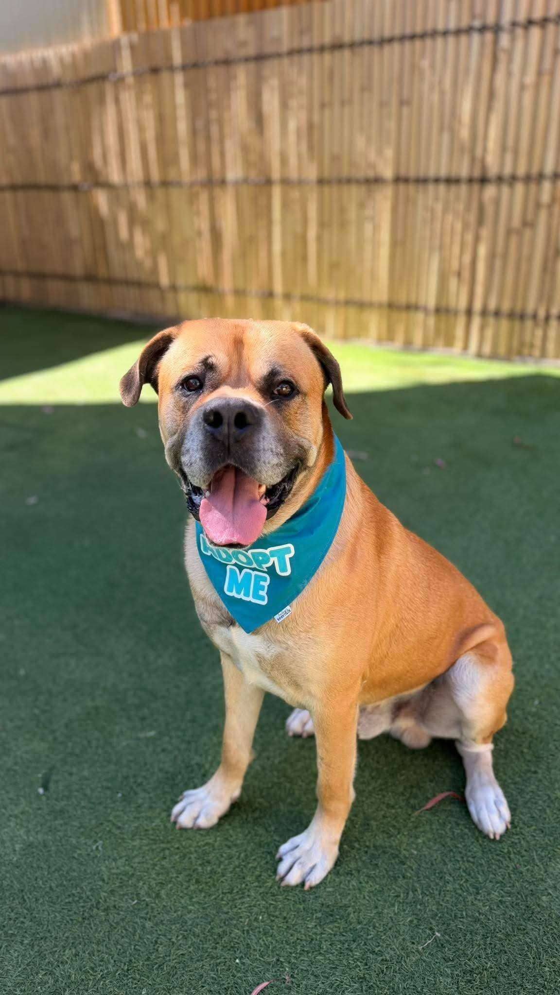 Barney - Mastiff x available for adoption at K9 Dog Rescue in Perth
