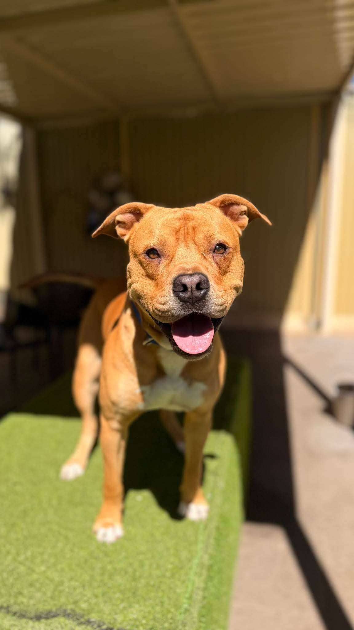 Muppet - Amstaff x available for adoption at K9 Dog Rescue in Perth
