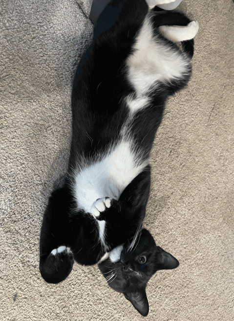 Massimo - Domestic Short Hair cat available for adoption at RSPCA NSW in Sydney