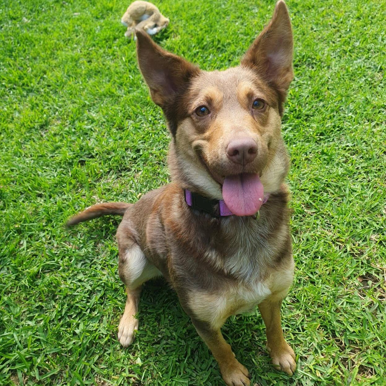 Lola - Australian Kelpie available for adoption at RSPCA NSW in Wollongong