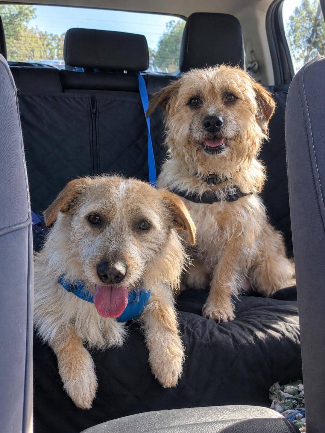Iggy - Jack Russell Terrier (Wire) available for adoption at RSPCA NSW in Central Coast