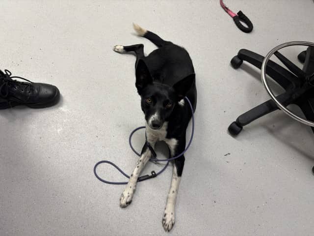Darlin - German Coolie available for adoption at Blacktown Animal Rehoming Centre in Blacktown