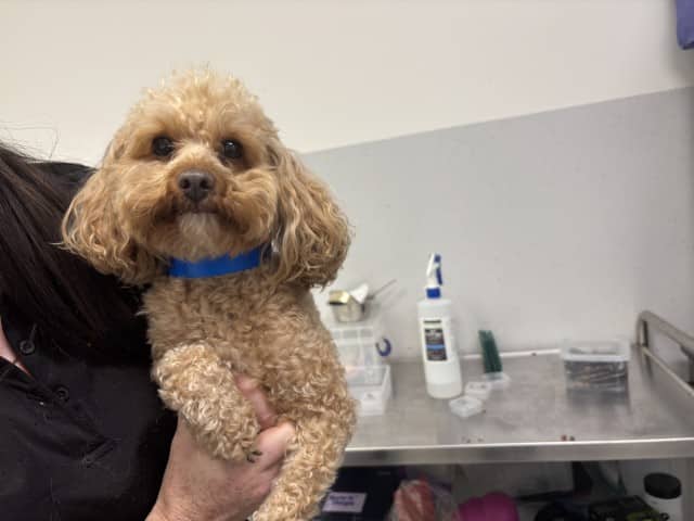 Kiko - Poodle(Toy) available for adoption at Blacktown Animal Rehoming Centre in Blacktown