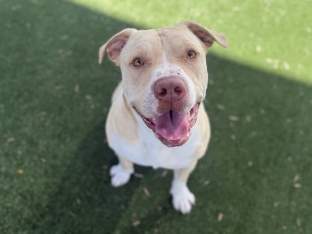 Dale - Am-Staff available for adoption at Blacktown Animal Rehoming Centre in Blacktown