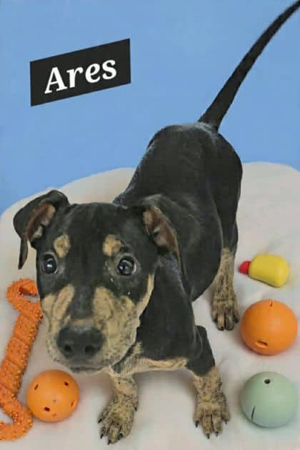 Ares - Am Staff x Doberman x Shar Pei available for adoption at Young Animal Protection Society in Cairns