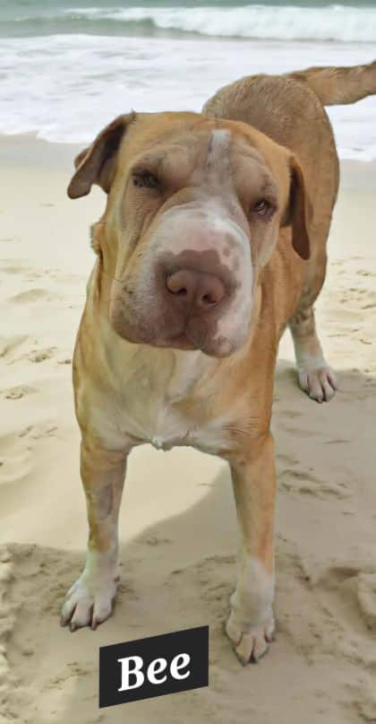 Bee - Shar Pei X available for adoption at Young Animal Protection Society in Cairns