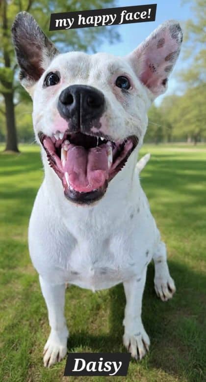 Daisy - Staffy X available for adoption at Young Animal Protection Society in Cairns