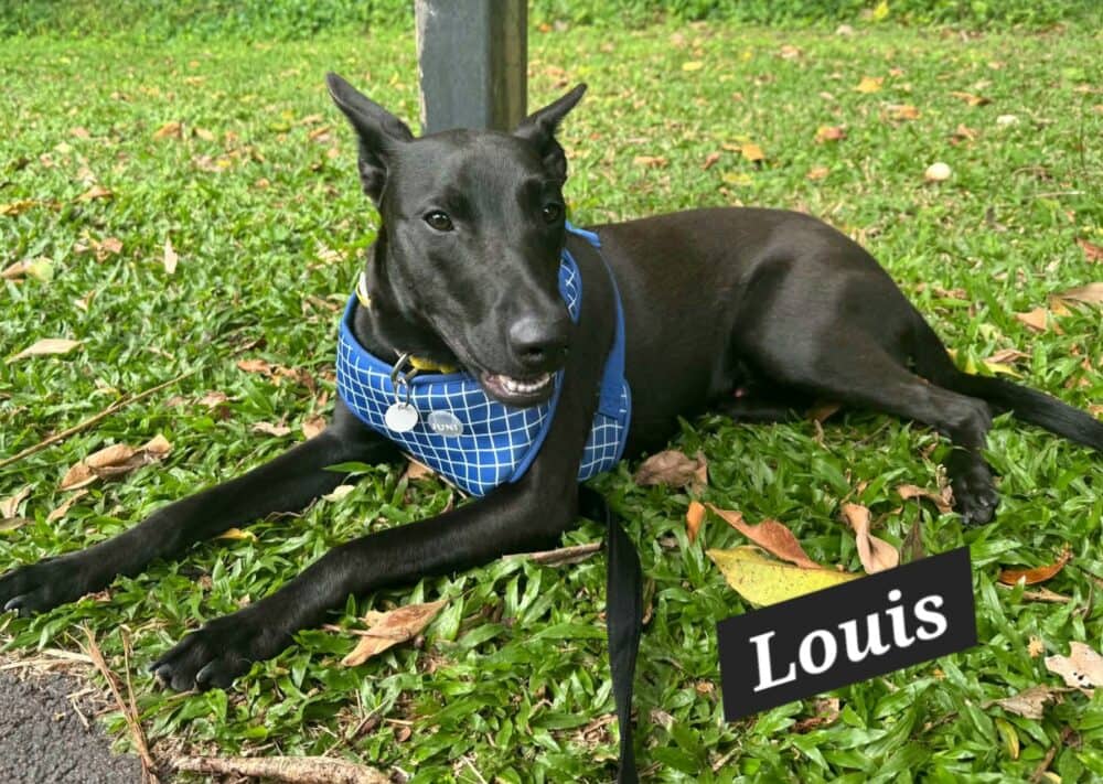 Louis - Kelpie X Whippet available for adoption at Young Animal Protection Society in Cairns