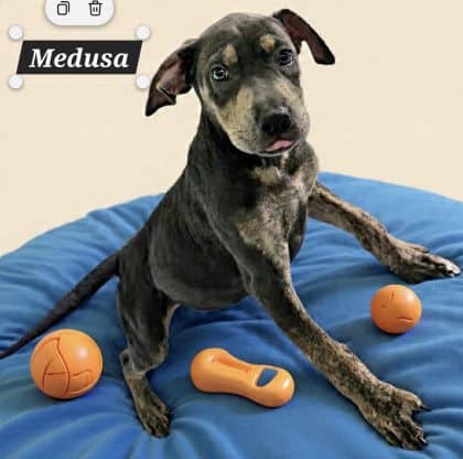 Medusa - Am Staff x Doberman x Shar Pei available for adoption at Young Animal Protection Society in Cairns