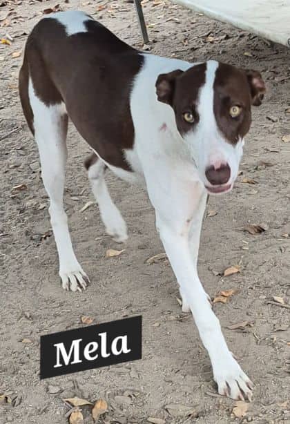 Mela - Greyhound X available for adoption at Young Animal Protection Society in Cairns
