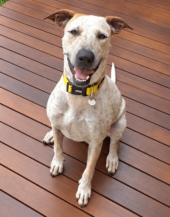 Missy - Cattle Dog X Bull Arab available for adoption at Young Animal Protection Society in Cairns