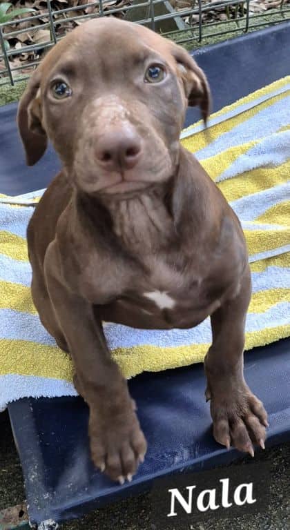 Nala - Bull Arab X available for adoption at Young Animal Protection Society in Cairns