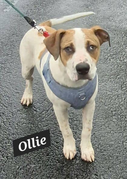 Ollie - Bull Arab X Cattle available for adoption at Young Animal Protection Society in Cairns