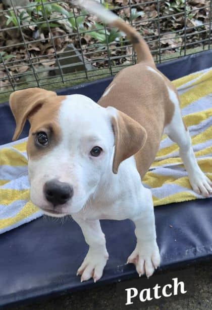 Patch - Bull Arab X available for adoption at Young Animal Protection Society in Cairns