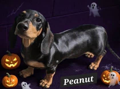 Peanut - Dachshund available for adoption at Young Animal Protection Society in Cairns