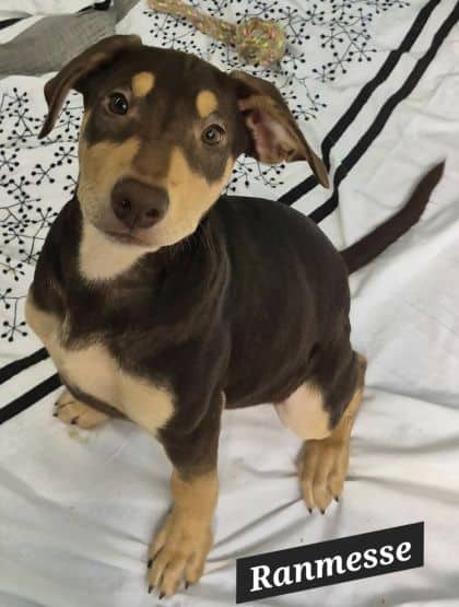 Ramesse - Am Staff x Doberman x Shar Pei available for adoption at Young Animal Protection Society in Cairns