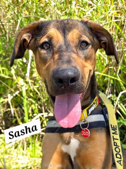 Sasha - Bloodhound X available for adoption at Young Animal Protection Society in Cairns