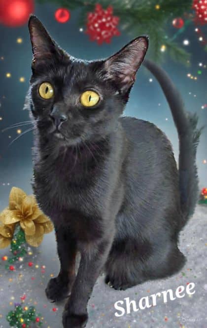 Sharnee - Domestic Shorthair cat available for adoption at Young Animal Protection Society in Cairns