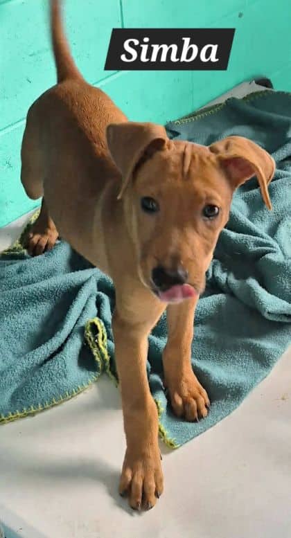 Simba - Am Staff x Doberman x Shar Pei available for adoption at Young Animal Protection Society in Cairns