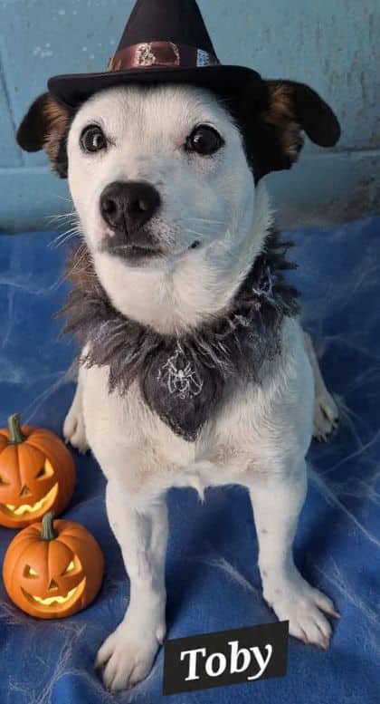 Toby - Jack Russell X available for adoption at Young Animal Protection Society in Cairns