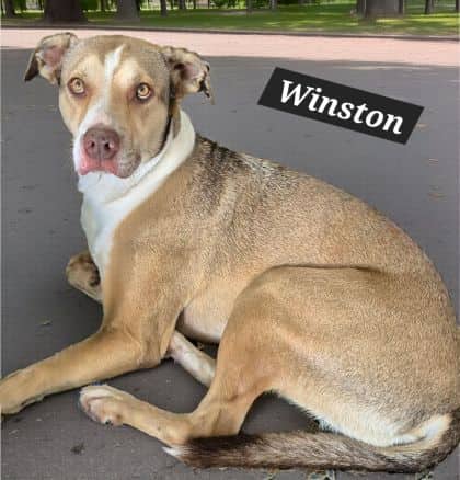Winston - Kelpie X Staffy available for adoption at Young Animal Protection Society in Cairns