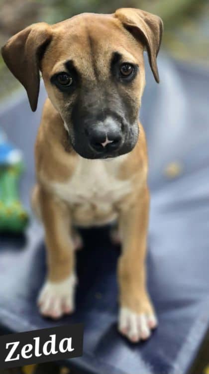 Zelda - Mastiff x available for adoption at Young Animal Protection Society in Cairns