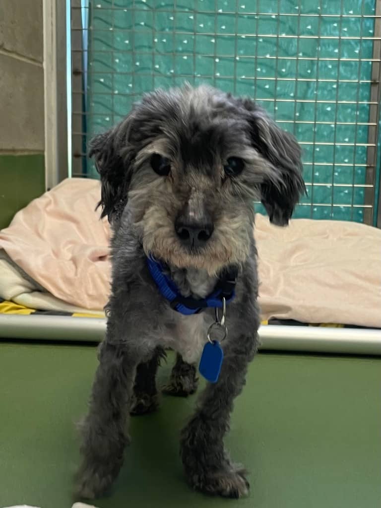 Charlie - Maltese Terrier x Shih Tzu available for adoption at Australian Animal Protection Society in Melbourne