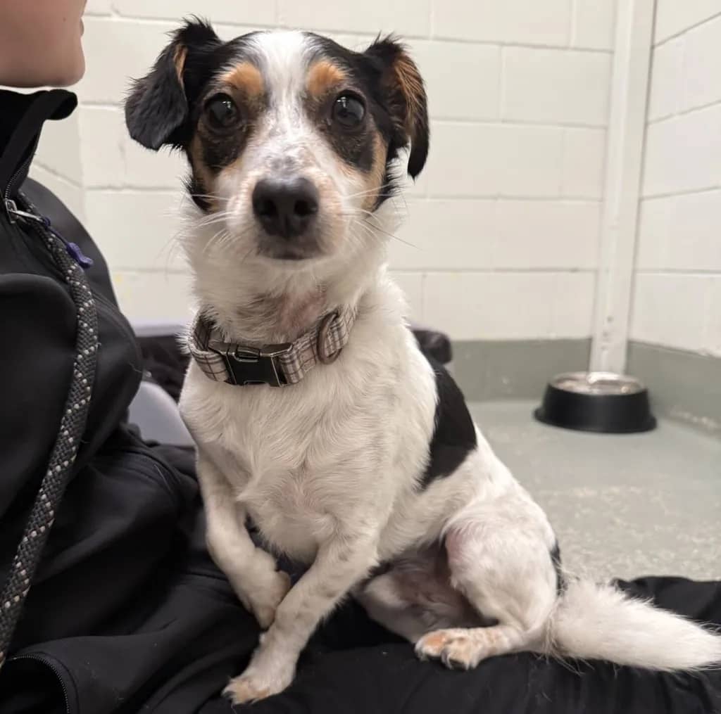 Rocky - Jack Russell Terrier available for adoption at Animal Welfare League Queensland in Gold Coast