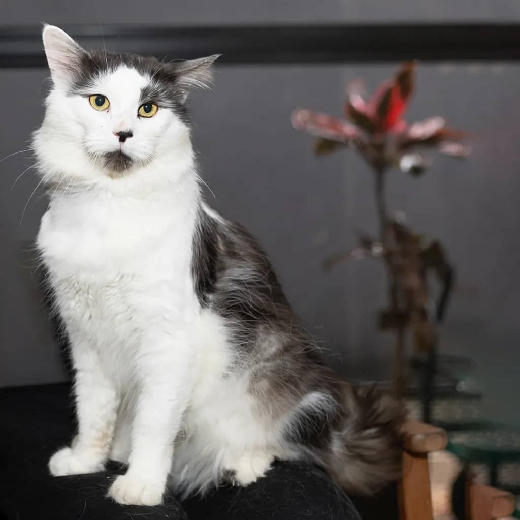 Ashy - Domestic Medium Hair cat available for adoption at Animal Welfare League Queensland in Gold Coast