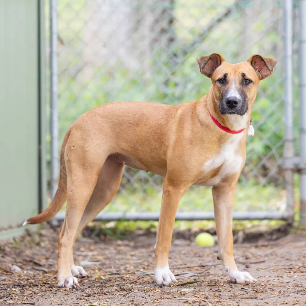 Scarlet - Australian Kelpie available for adoption at Animal Welfare League Queensland in Gold Coast