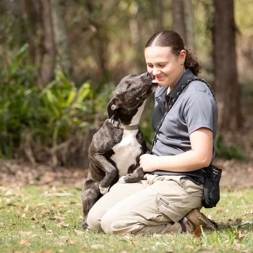 Dolly - Bull Arab / Labrador available for adoption at Animal Welfare League Queensland in Gold Coast