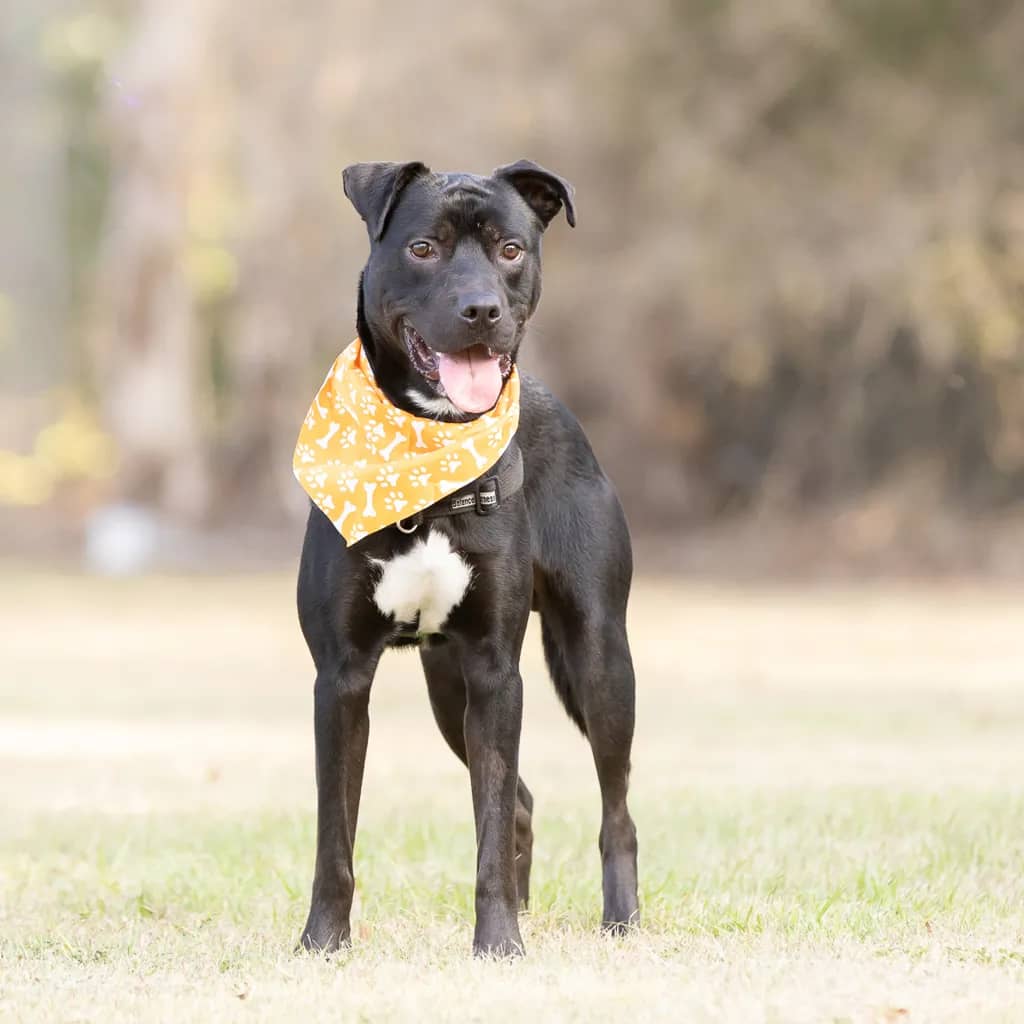Gordon - Australian Kelpie / Bullmastiff available for adoption at Animal Welfare League Queensland in Gold Coast