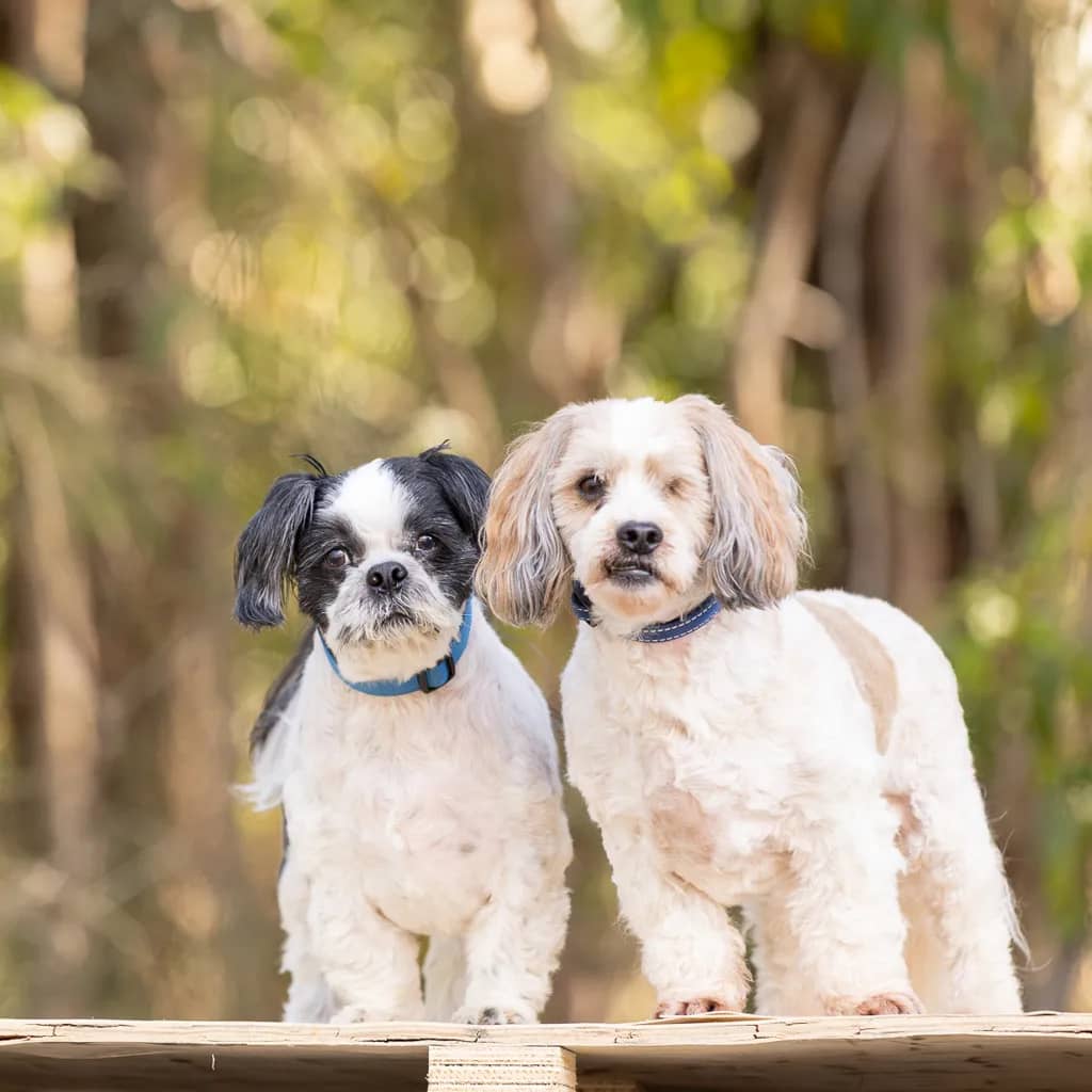 Nugget - Maltese available for adoption at Animal Welfare League Queensland in Gold Coast